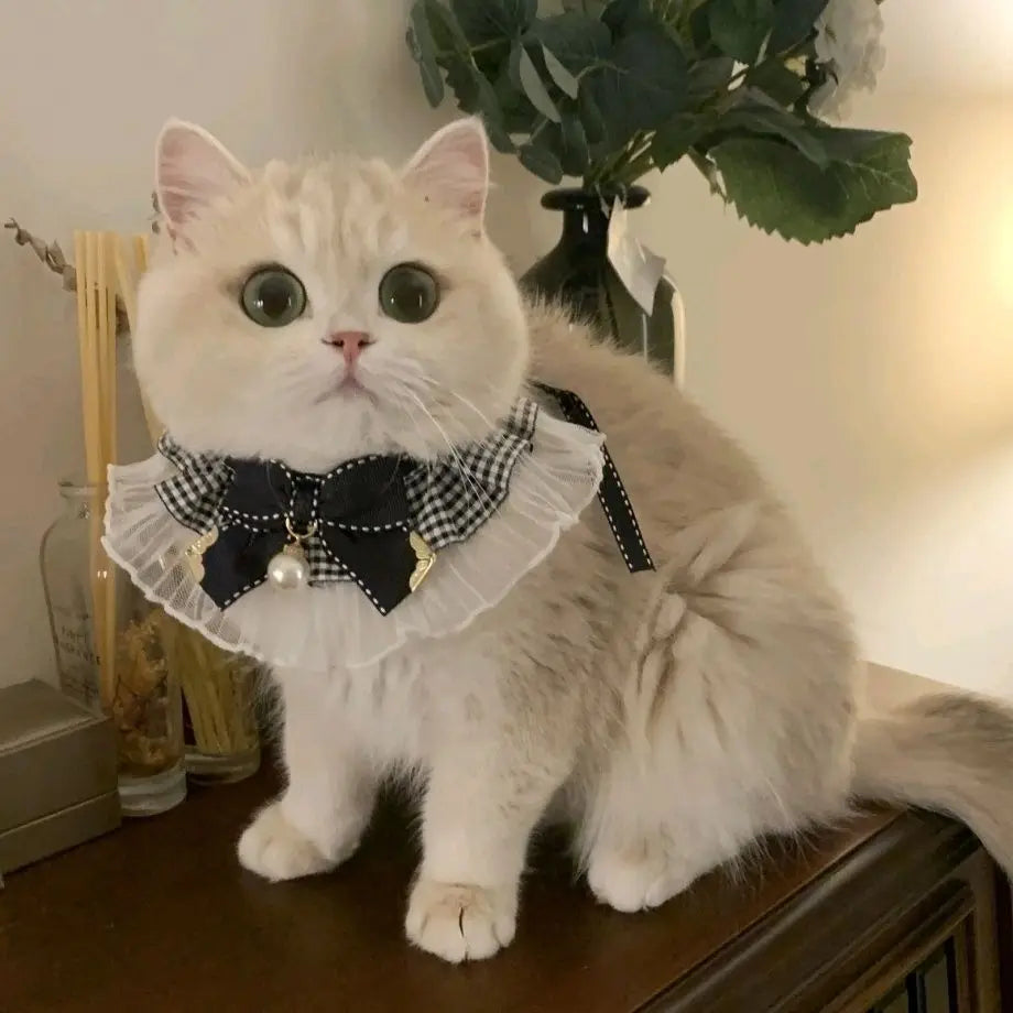 Pearl pet Collar
