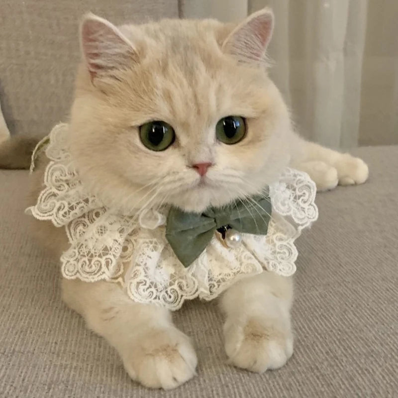 Pearl pet Collar