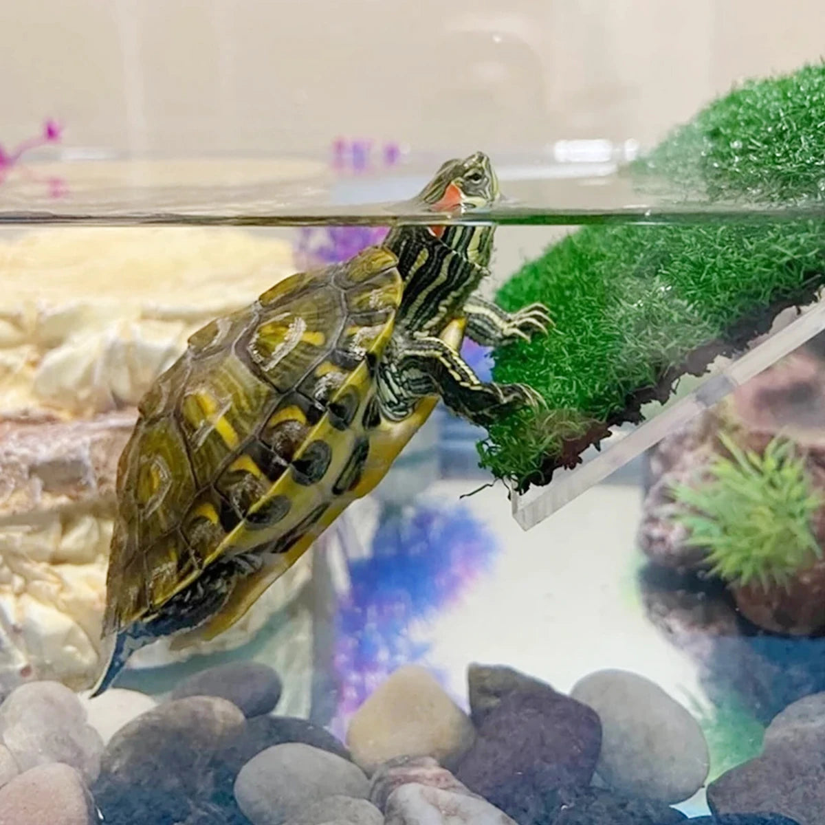 Lawn Turtle Basking Platform
