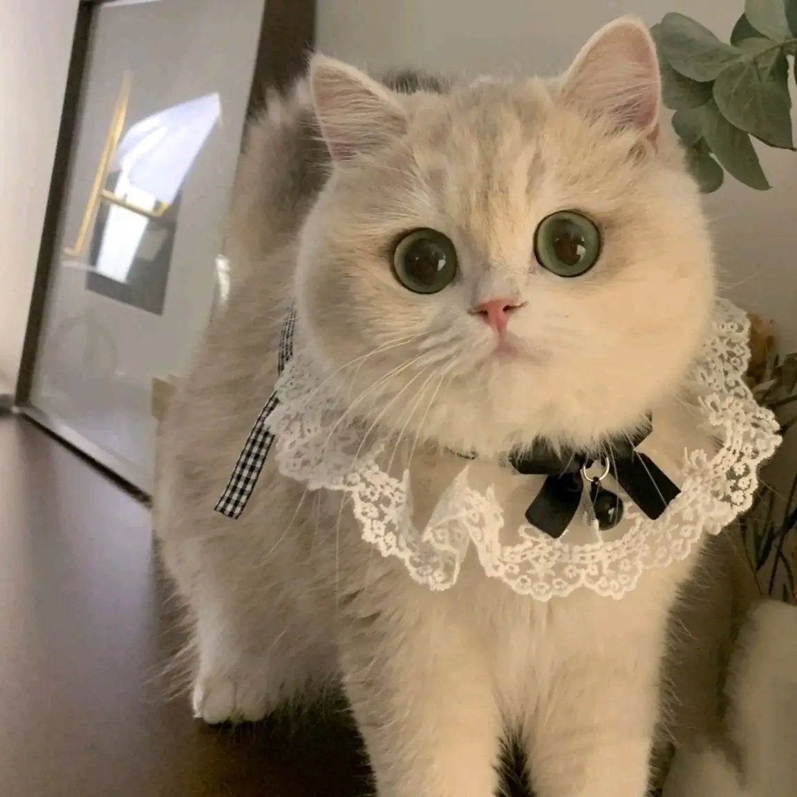 Pearl pet Collar